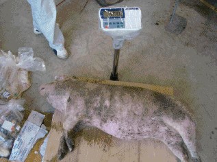 To sterilize and liquidize the dead (died of sickness) pig (60kg) at the same time.1